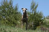 GREYHOUND 146